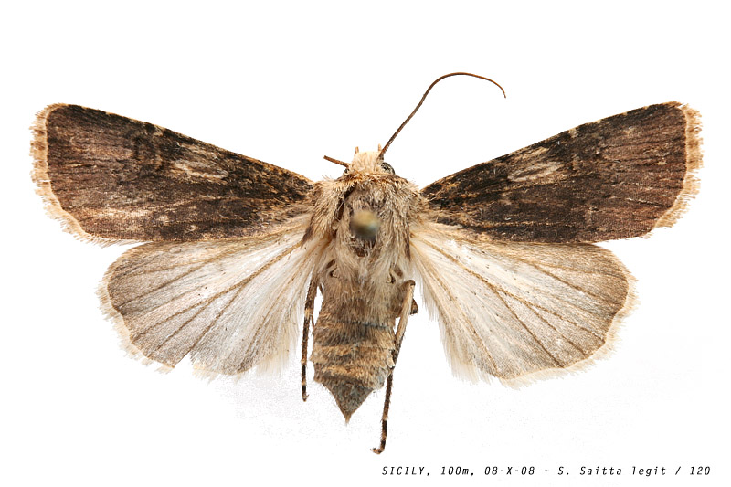 agrotis_cfr_puta_120 (130K)