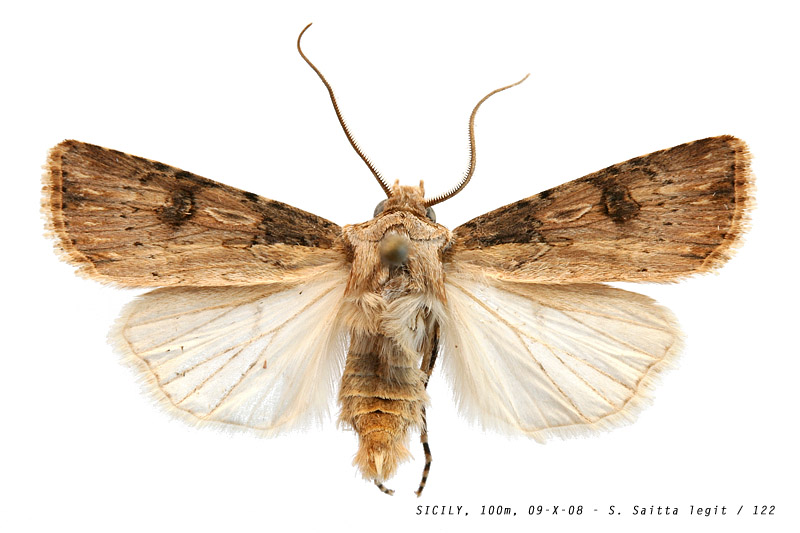 agrotis_cfr_puta_122 (113K)