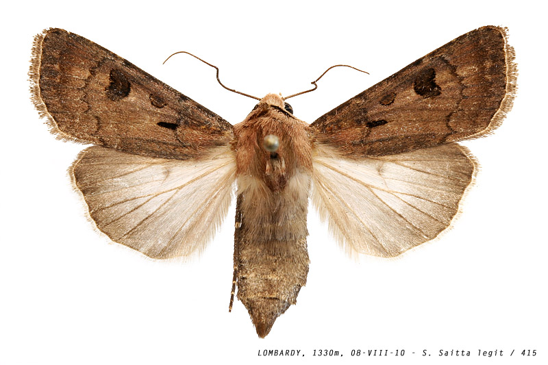 agrotis_exclamationis_415 (135K)