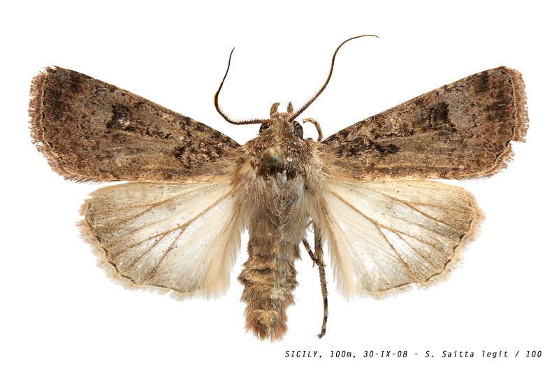 agrotis_trux_100 (131K)