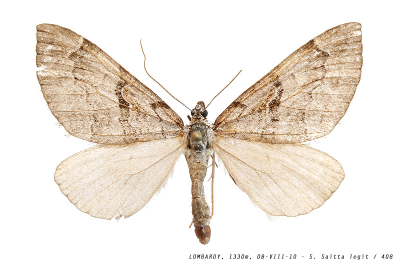 aplocera_praeformata_408 (114K)