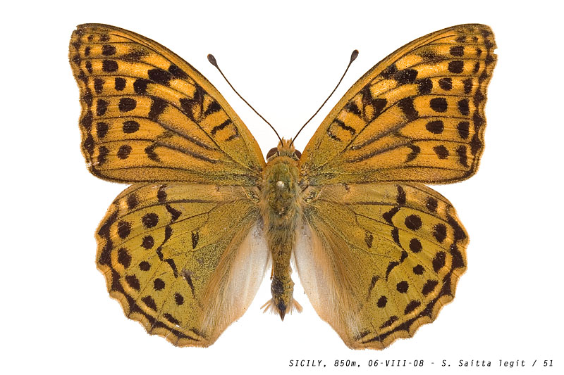 argynnis_pandora_51 (147K)