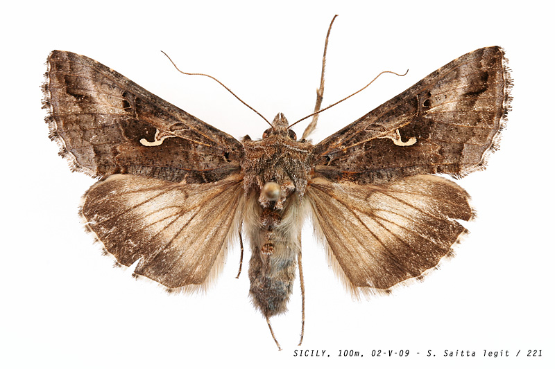 autographa_gamma_221 (182K)
