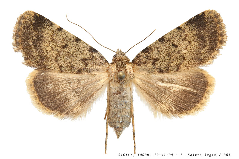 autophila_cfr_dilucida_301 (146K)