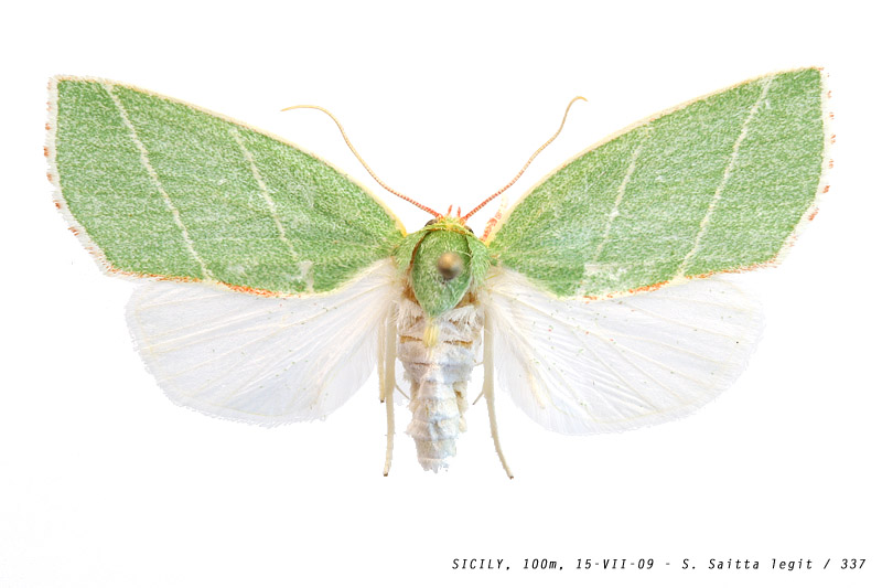 bena_bicolorana_337 (103K)