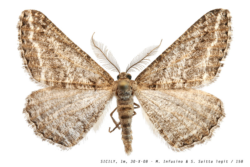 calamodes_subscudularia_158 (174K)