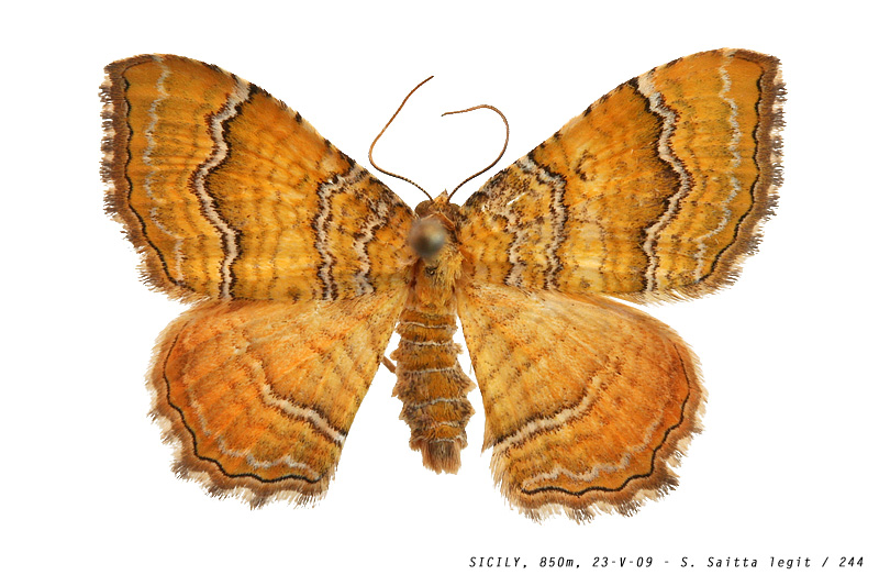 camptogramma_bilineata_244 (187K)