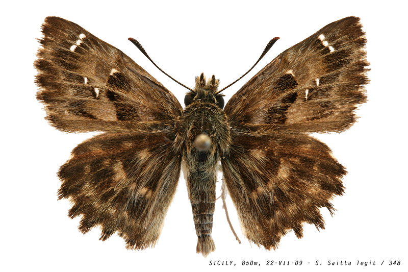 carcharodus_alceae_348 (160K)