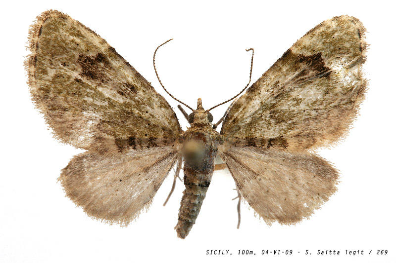 chloroclystis_v-ata_269 (142K)