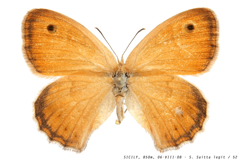coenonympha_pamphilus_52 (154K)