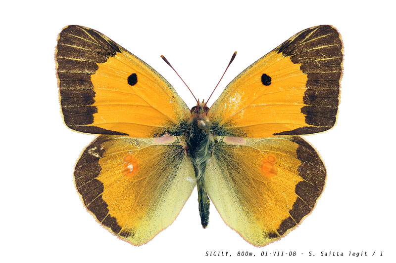 colias_crocea_001 (122K)