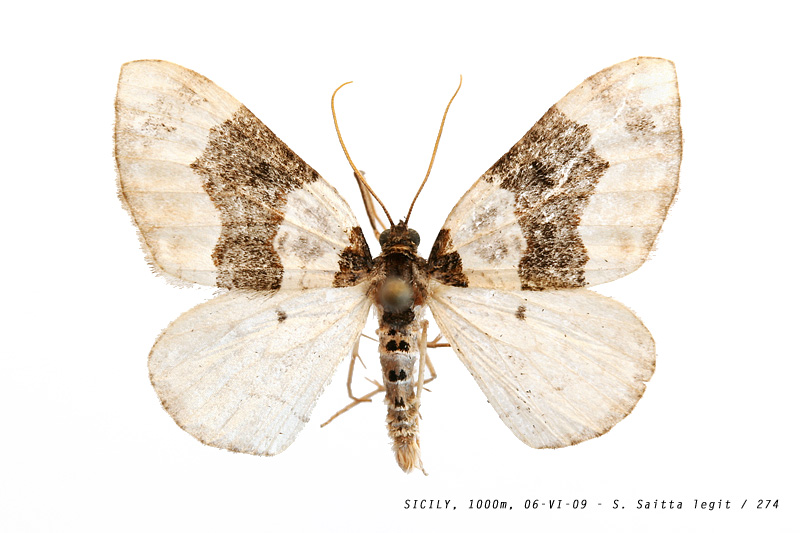 cosmorhoe_ocellata_274 (143K)