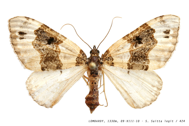 cosmorhoe_ocellata_424 (131K)