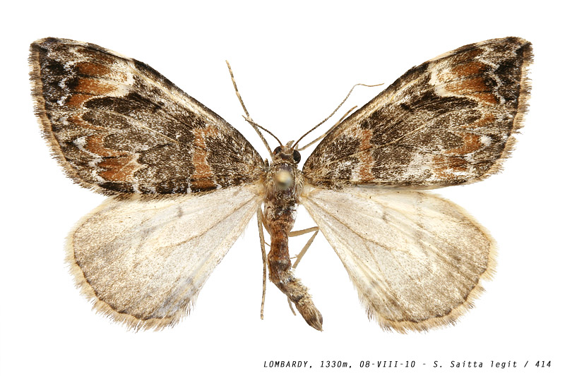 dysstroma_citrata_414 (166K)