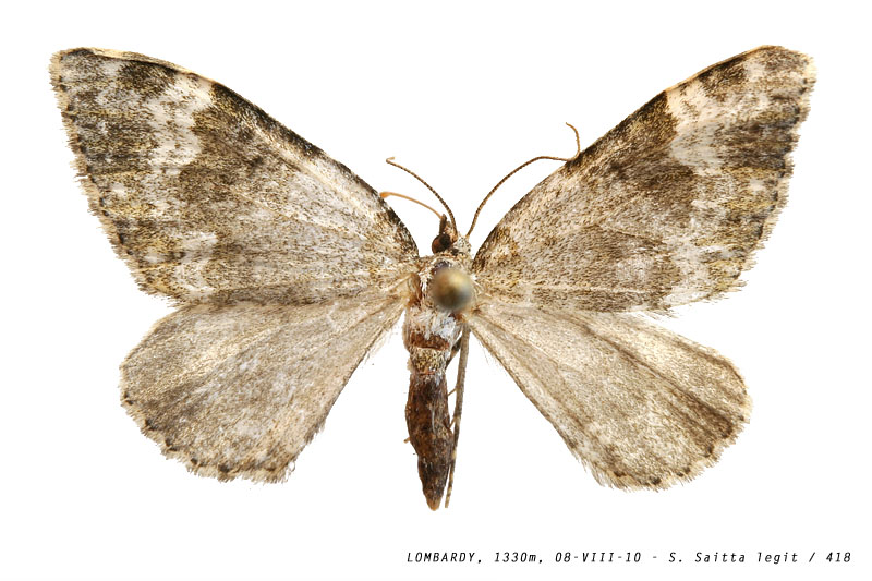 entephria_cfr_flavicinctata_418 (125K)