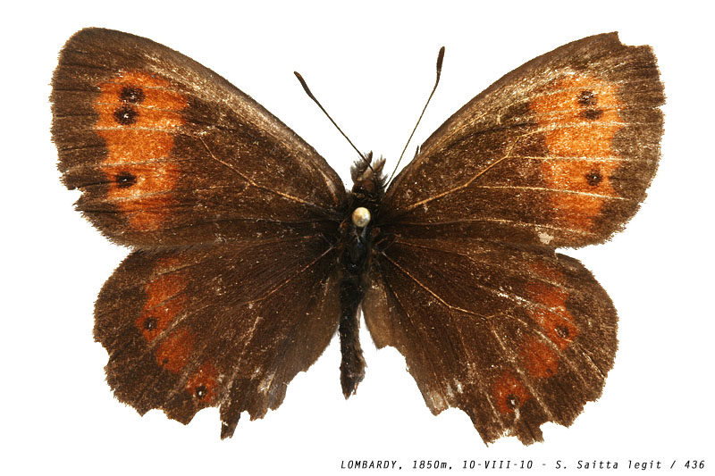 erebia_epiphron_cfr_436 (138K)
