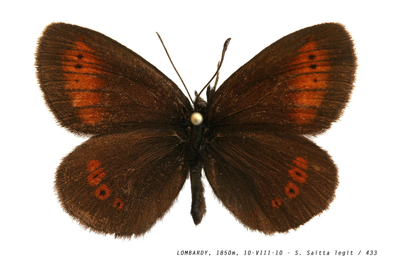 erebia_melampus_433 (107K)