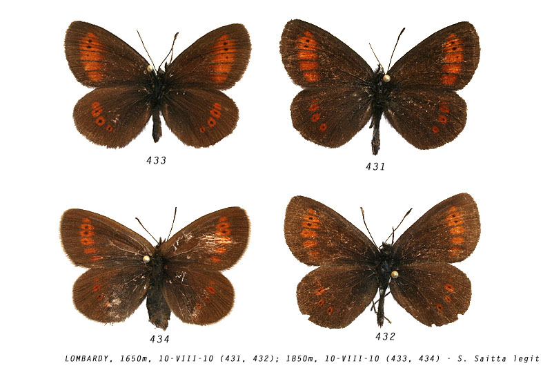erebia_melampus_433_431_434_432 (113K)