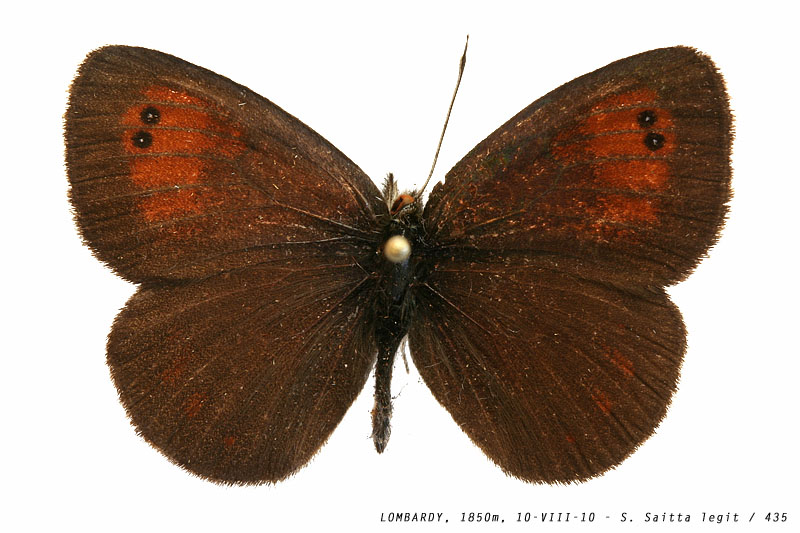 erebia_tyndarus_435 (117K)