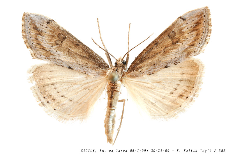 evergestis_isatidalis_382 (122K)