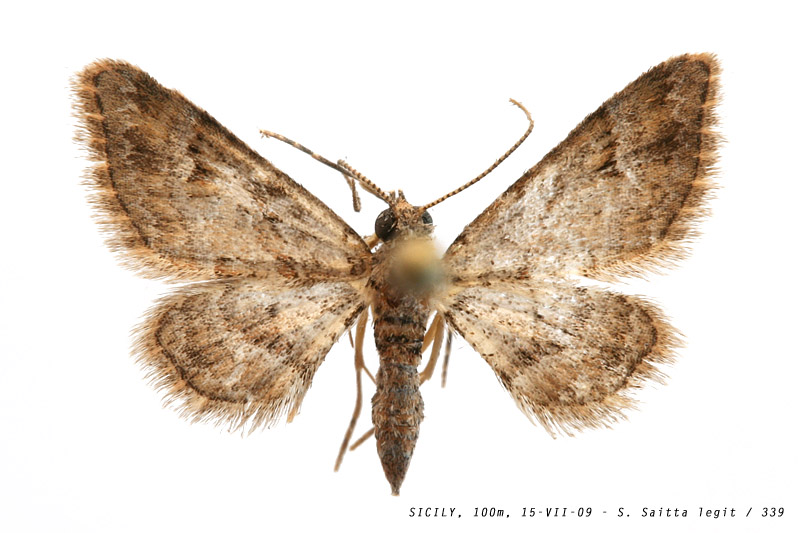 gymnoscelis_rufifasciata_339 (124K)