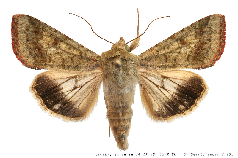 helicoverpa_armigera_133 (137K)