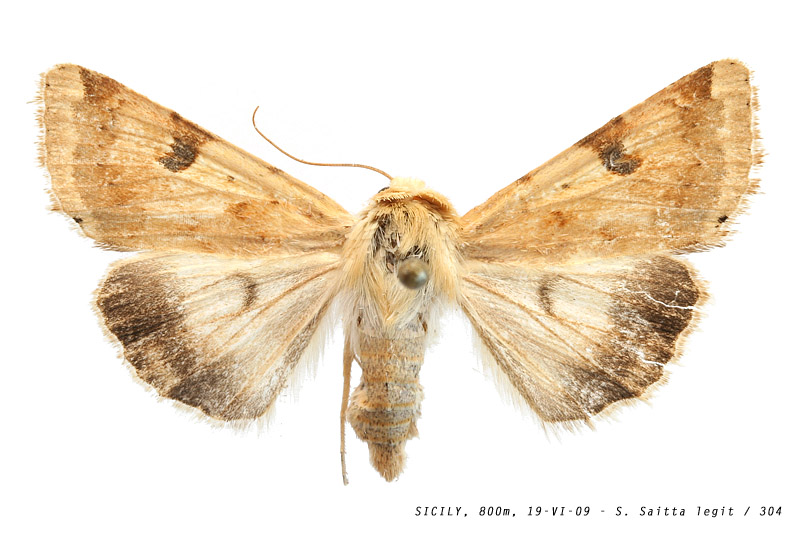 heliothis_peltigera_304 (128K)