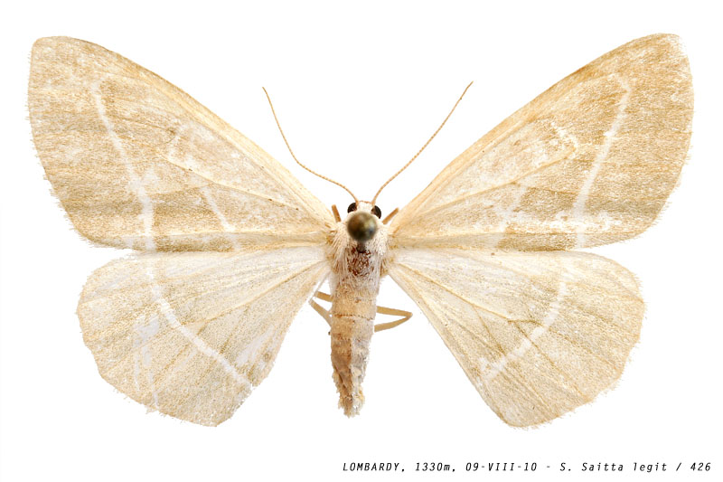 hylaea_fasciaria_426 (103K)