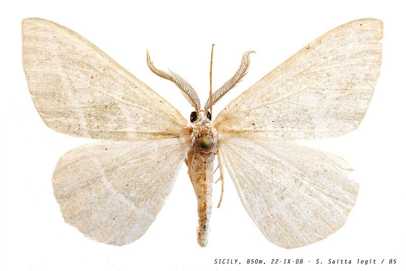 hylaea_fasciaria_85 (104K)