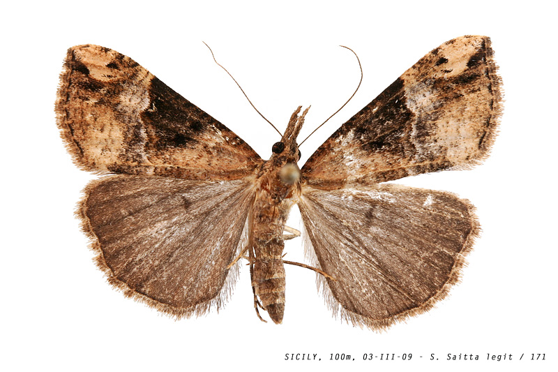 hypena_obsitalis_171 (194K)