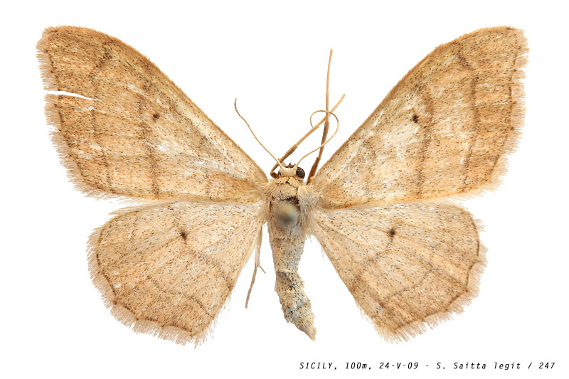 idaea_cfr_aversata_247 (147K)