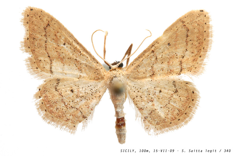 idaea_cfr_obsoletaria_340 (124K)