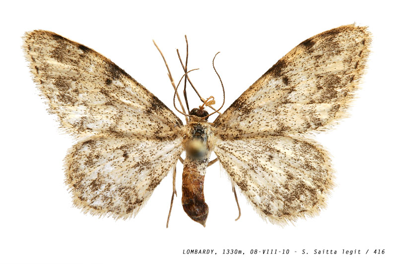idaea_contiguaria_416 (127K)