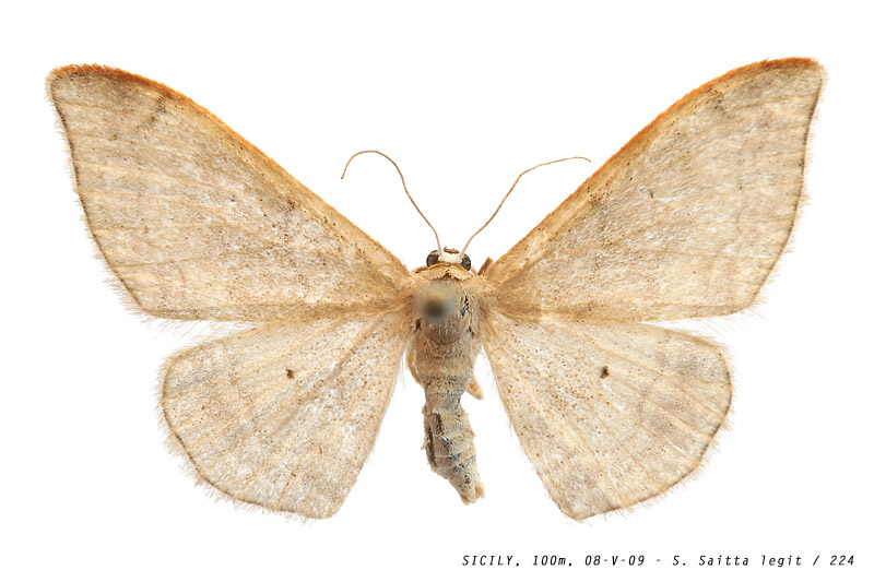 idaea_degeneraria_224 (121K)