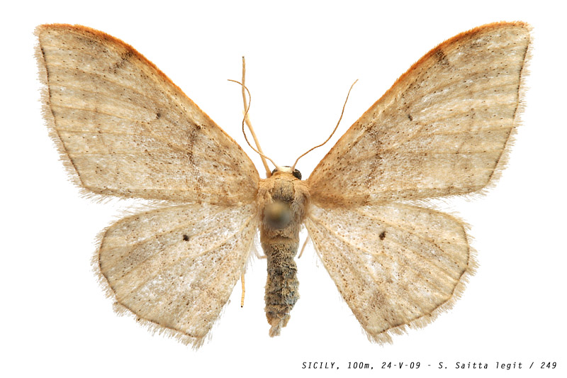 idaea_degeneraria_249 (136K)