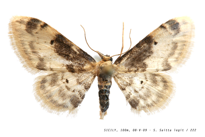 idaea_filicata_222 (113K)