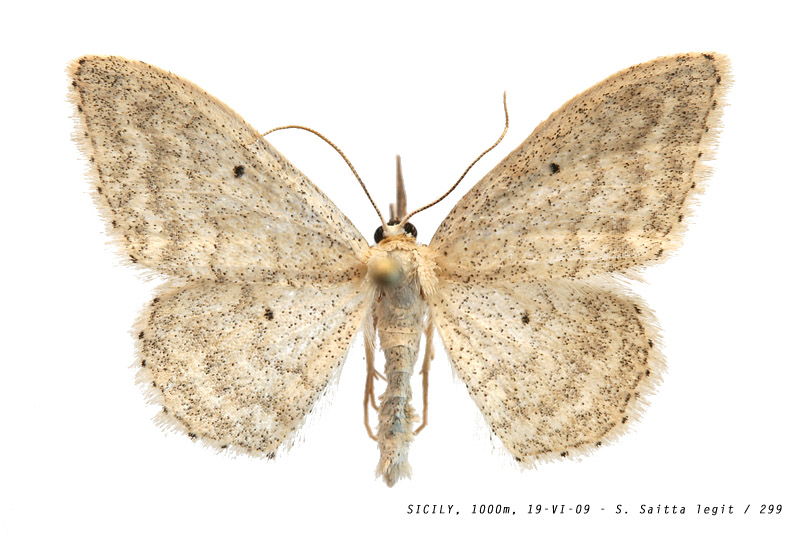 idaea_mutilata_299 (132K)