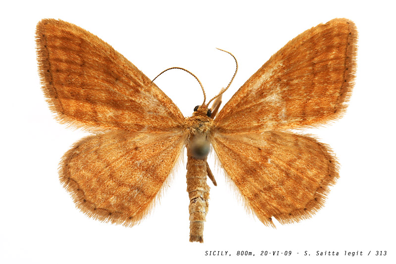 idaea_ochrata_313 (142K)