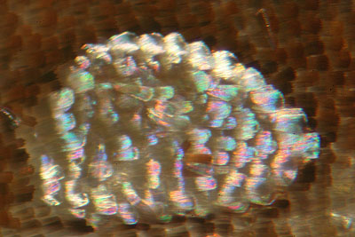 intro_fig01 (58K)