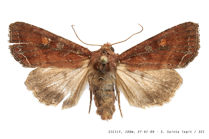 lacanobia_oleracea_321 (138K)