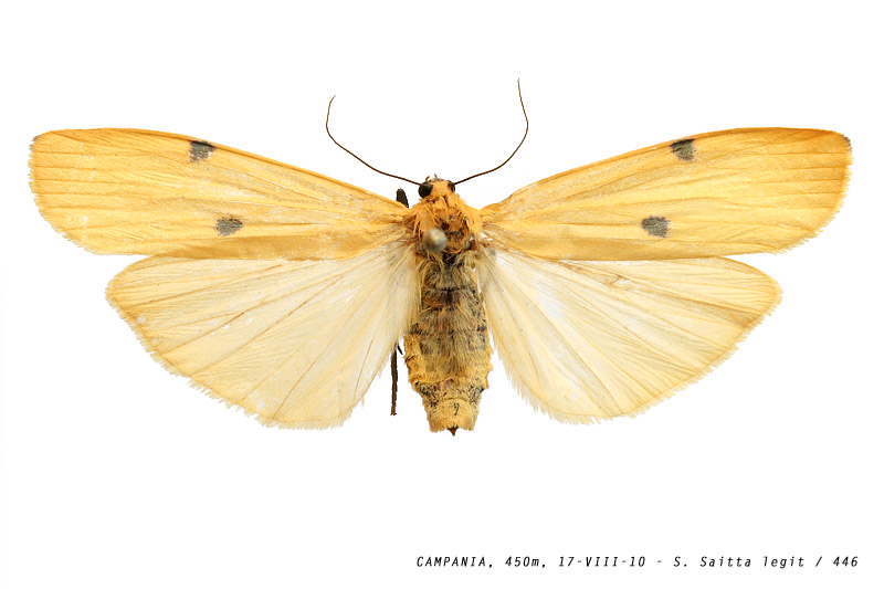 lithosia_quadra_446 (94K)