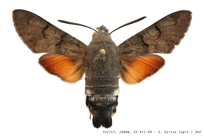macroglossum_stellatarum_342 (116K)