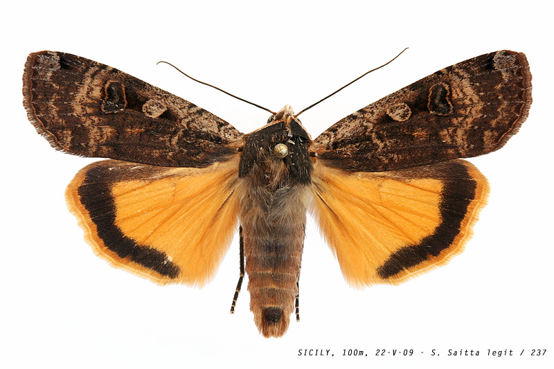 noctua_pronuba_237 (173K)