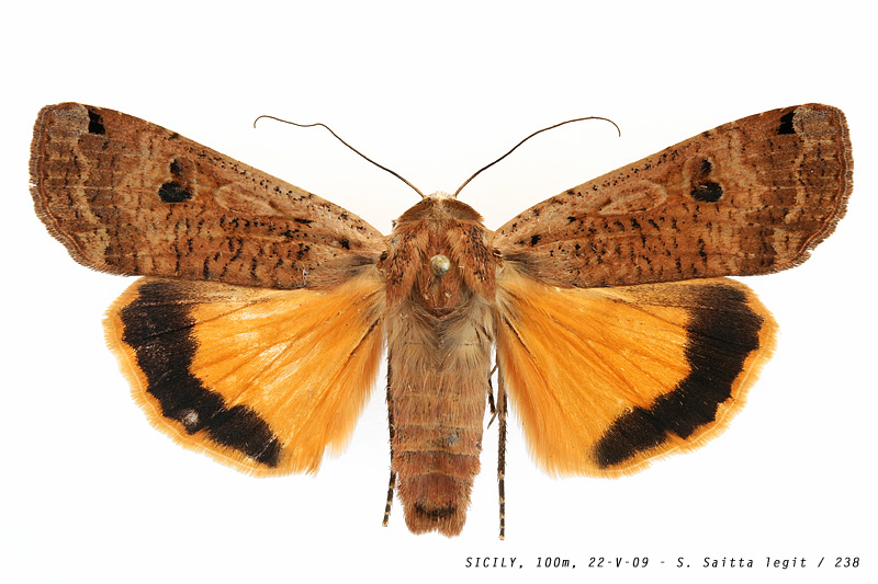 noctua_pronuba_238 (178K)