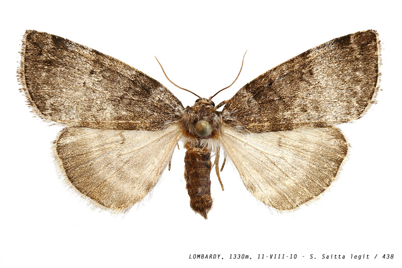 ochropacha_duplaris_438 (154K)