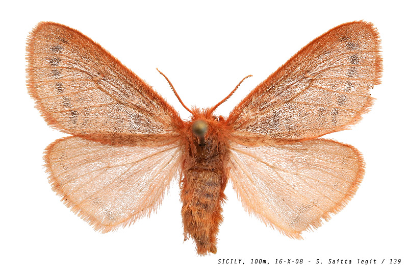 ocneria_rubea_139 (189K)