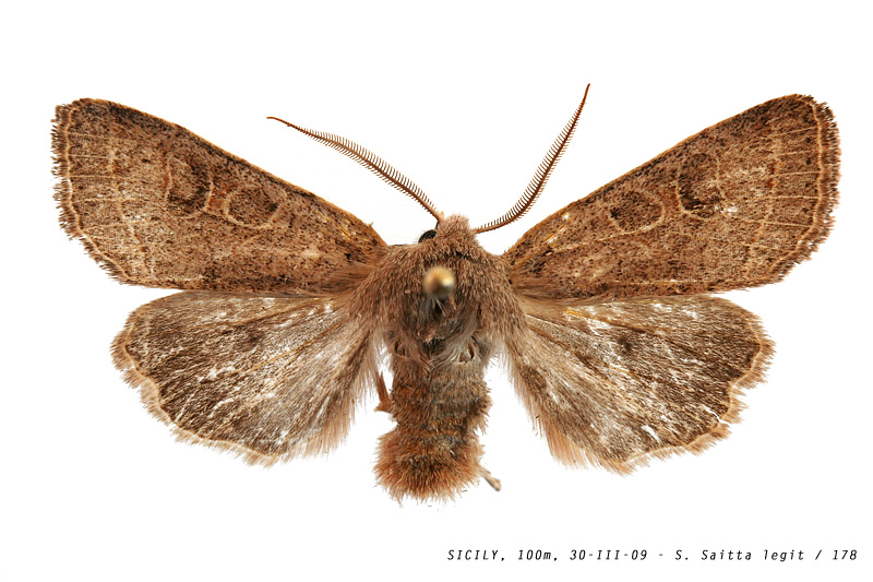 orthosia_cfr_cerasi_178 (183K)