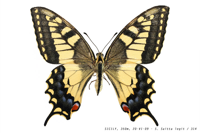 papilio_machaon_314 (142K)