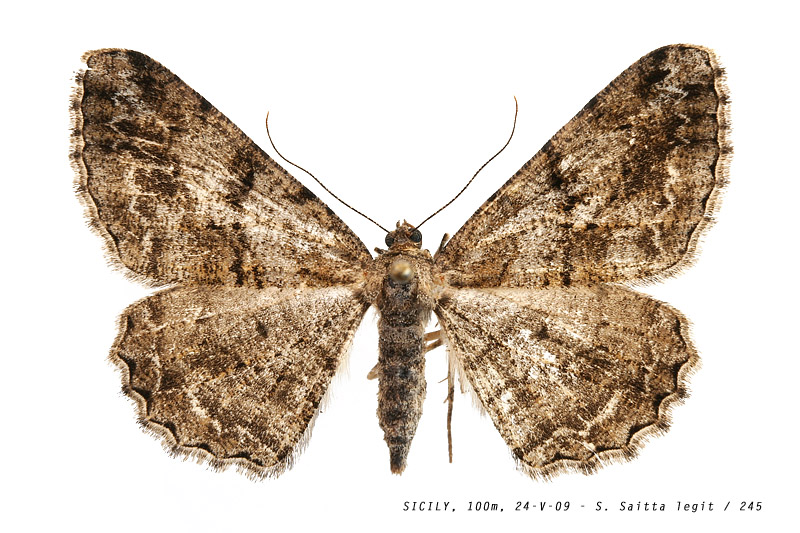 peribatodes_rhomboidaria_245 (182K)