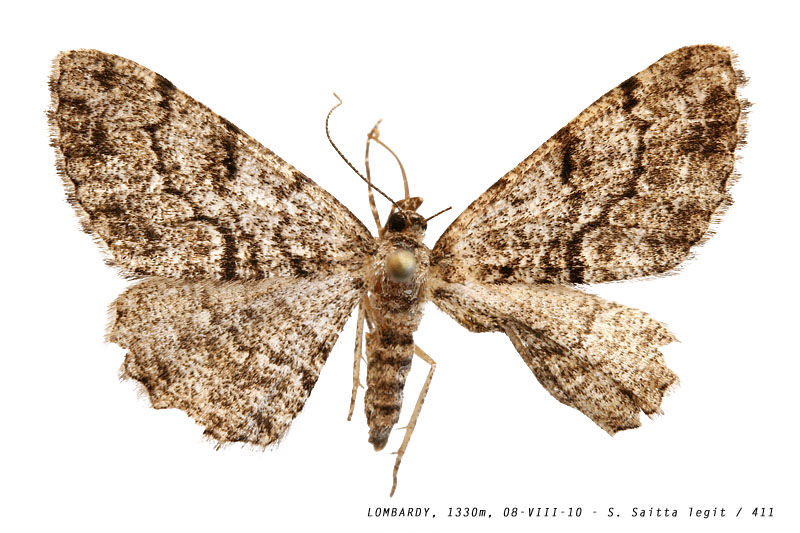 peribatodes_secundaria_411 (141K)